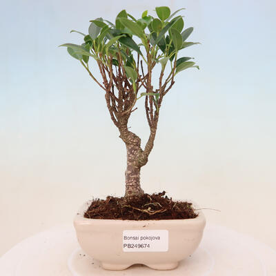 Izbová bonsai - Ficus retusa - malolistá fikus - 1