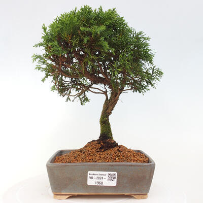 Vonkajší bonsai - Juniperus chinensis Itoigawa -Jalovec čínsky - 1