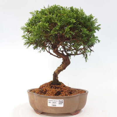 Vonkajší bonsai - Juniperus chinensis Itoigawa -Jalovec čínsky - 1