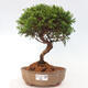 Vonkajší bonsai - Juniperus chinensis Itoigawa -Jalovec čínsky - 1/4