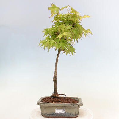 Acer palmatum Aureum - Javor dlanitolistý zlatý - 1