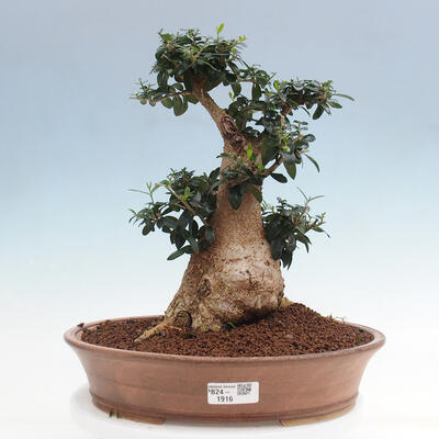 Izbová bonsai - Olea europaea sylvestris -Oliva európska drobnolistá - 1