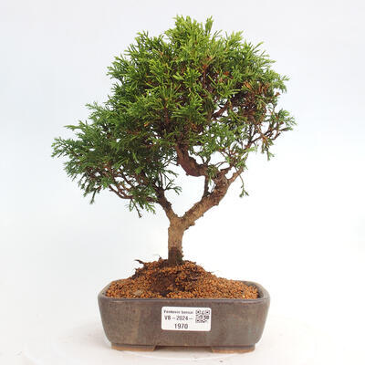 Vonkajší bonsai - Juniperus chinensis Itoigawa -Jalovec čínsky - 1