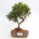 Vonkajší bonsai - Juniperus chinensis Itoigawa -Jalovec čínsky - 1/4