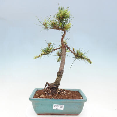 Vonkajšie bonsai - Pinus Sylvestris - Borovica lesná - 1