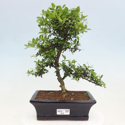 Izbová bonsai - Ilex crenata - Cezmína - 1