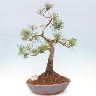 Vonkajšie bonsai - Pinus Sylvestris - Borovica lesná - 1