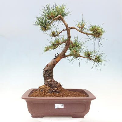 Vonkajšie bonsai - Pinus Sylvestris - Borovica lesná - 1