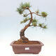 Vonkajšie bonsai - Pinus Sylvestris - Borovica lesná - 1/4