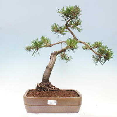 Vonkajší bonsai - Pinus mugo - Borovica kľač - 1