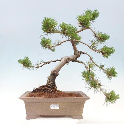 Vonkajší bonsai - Pinus mugo - Borovica kľač - 1