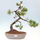 Vonkajší bonsai - Pinus mugo - Borovica kľač - 1/4