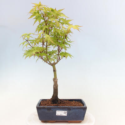 Acer palmatum Aureum - Javor dlanitolistý zlatý - 1