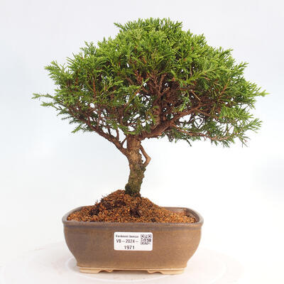 Vonkajší bonsai - Juniperus chinensis Itoigawa -Jalovec čínsky - 1