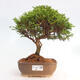 Vonkajší bonsai - Juniperus chinensis Itoigawa -Jalovec čínsky - 1/4