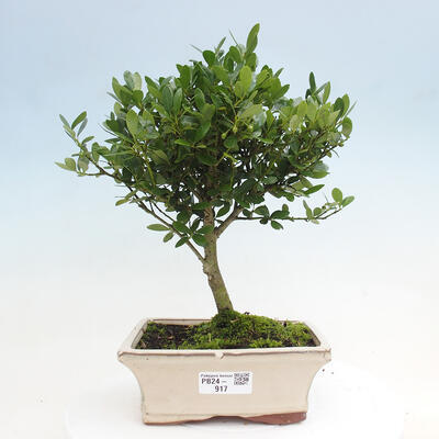 Izbová bonsai - Ilex crenata - Cezmína - 1