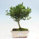 Izbová bonsai - Ilex crenata - Cezmína - 1/3