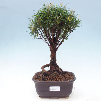 Izbová bonsai - Syzygium - Pimentovník - 1