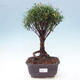 Izbová bonsai - Syzygium - Pimentovník - 1/4