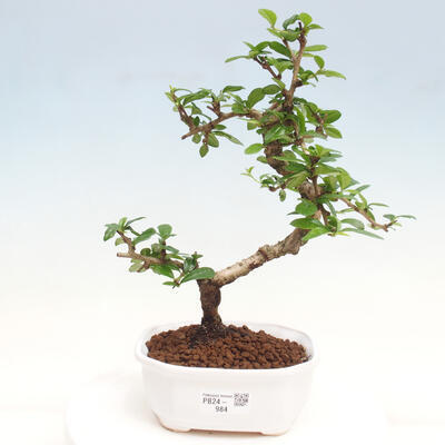 Izbová bonsai - Carmona macrophylla - Čaj fuki - 1