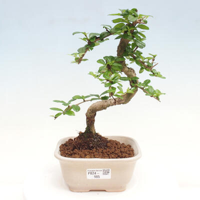 Izbová bonsai - Carmona macrophylla - Čaj fuki - 1