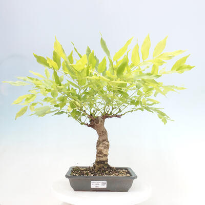 Vonkajšia bonsai - Vistarie kvetnatá - Wisteria floribunda - 1