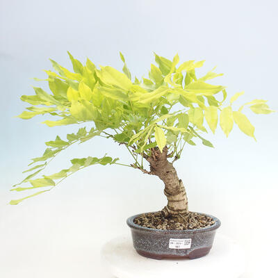 Vonkajšia bonsai - Vistarie kvetnatá - Wisteria floribunda - 1