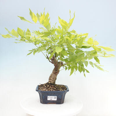 Vonkajšia bonsai - Vistarie kvetnatá - Wisteria floribunda - 1