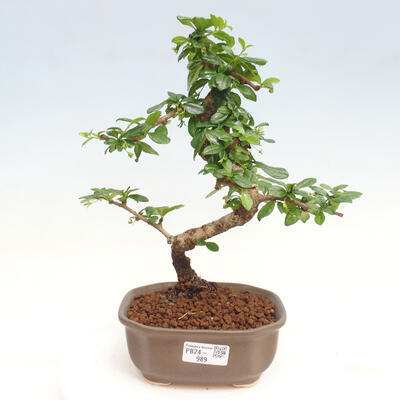 Izbová bonsai - Carmona macrophylla - Čaj fuki - 1