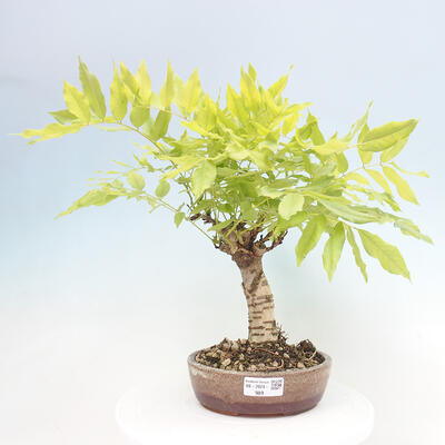 Vonkajšia bonsai - Vistarie kvetnatá - Wisteria floribunda - 1