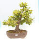 Vonkajší bonsai - Hrab obyčajný - Carpinus betulus - 1/4