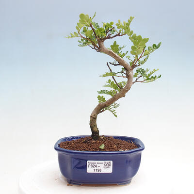 Izbová bonsai - Zantoxylum piperitum - Pepřovník - 1