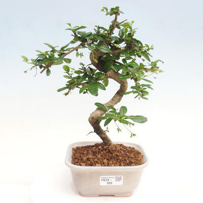 Izbová bonsai - Carmona macrophylla - Čaj fuki - 1