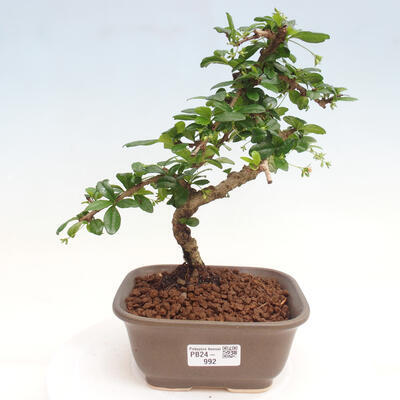 Izbová bonsai - Carmona macrophylla - Čaj fuki - 1