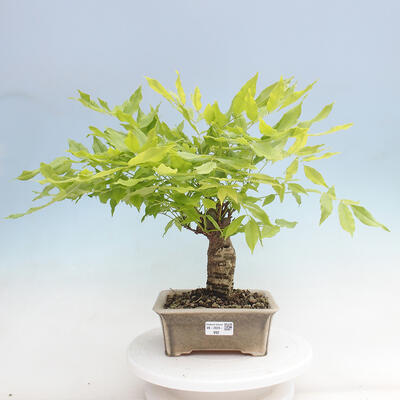 Vonkajšia bonsai - Vistarie kvetnatá - Wisteria floribunda - 1