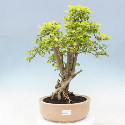 Izbová bonsai - Duranta erecta Aurea - 1