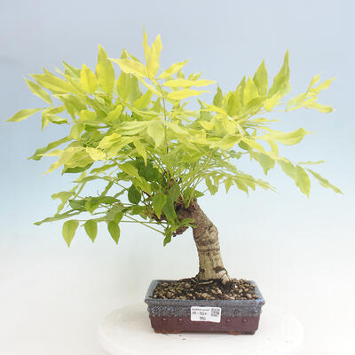 Vonkajšia bonsai - Vistarie kvetnatá - Wisteria floribunda - 1