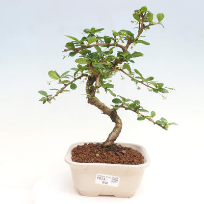 Izbová bonsai - Carmona macrophylla - Čaj fuki - 1