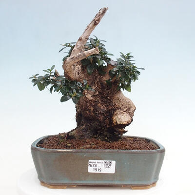 Izbová bonsai - Olea europaea sylvestris -Oliva európska drobnolistá - 1