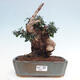 Izbová bonsai - Olea europaea sylvestris -Oliva európska drobnolistá - 1/7