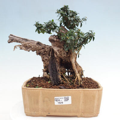 Izbová bonsai - Olea europaea sylvestris -Oliva európska drobnolistá - 1