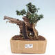 Izbová bonsai - Olea europaea sylvestris -Oliva európska drobnolistá - 1/7