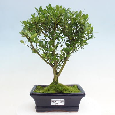 Izbová bonsai - Ilex crenata - Cezmína - 1