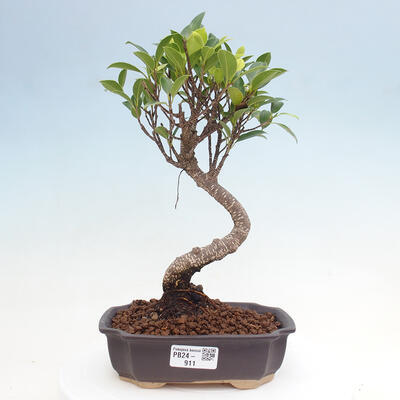 Izbová bonsai - Ficus kimmen - malolistá fikus