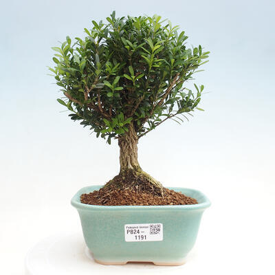 Izbová bonsai - Buxus harlandii - korkový buxus - 1