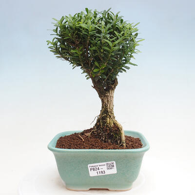 Izbová bonsai - Buxus harlandii - korkový buxus - 1