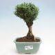 Izbová bonsai - Buxus harlandii - korkový buxus - 1/3