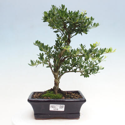 Izbová bonsai - Ilex crenata - Cezmína