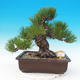 Vonkajšie bonsai - Pinus thunbergii - Borovica thunbergova - 1/5