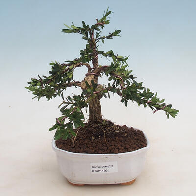 Izbová bonsai - Buxus harlandii -korkový buxus - 1